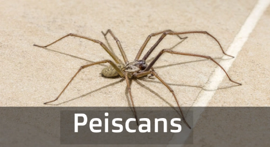 A Comprehensive Guide of Peiscans