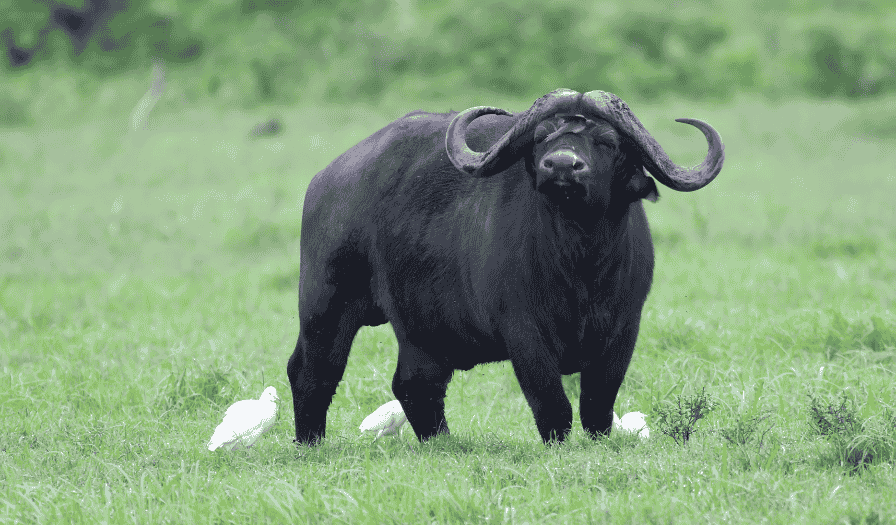 Craigslist Buffalo