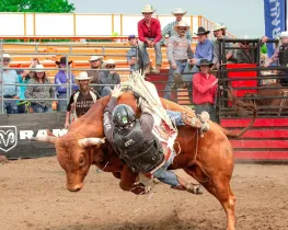 7 Ultimate Reasons to Explore the Bull Lifestyle