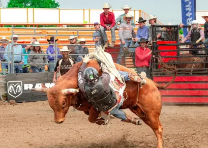 7 Ultimate Reasons to Explore the Bull Lifestyle
